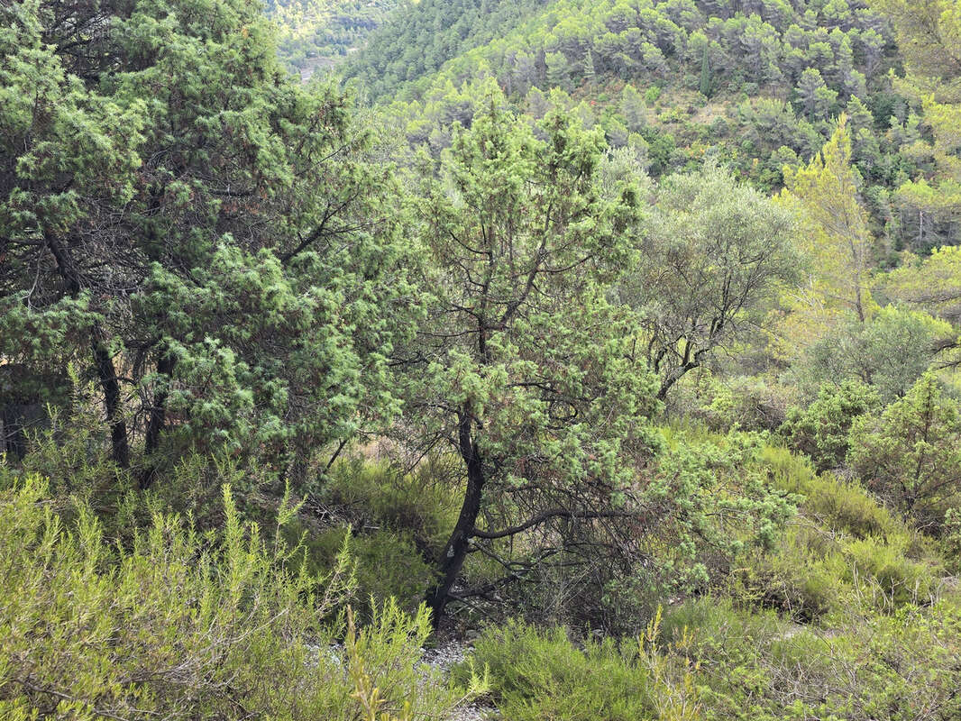 L'escarene - terrain de loisirs 11 440m2 - photo 4