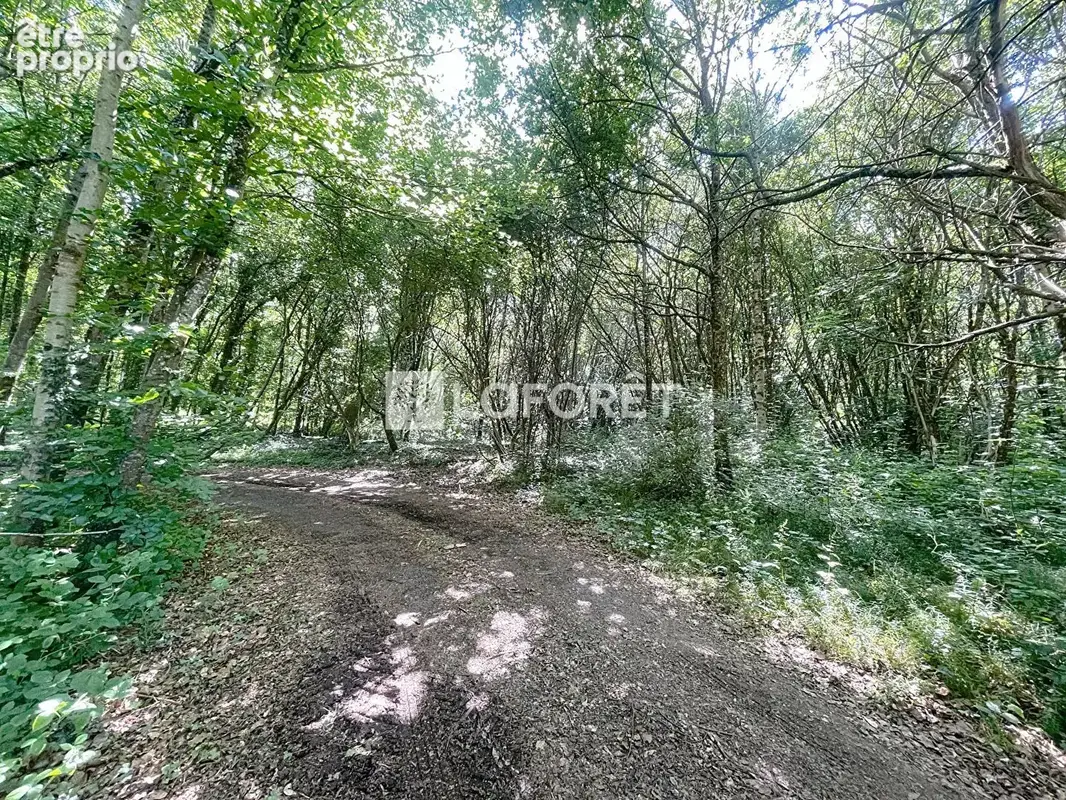 Étang 2 Hectares avec chalet, bois et dépendances BRIOUZE - Normandie - photo 17
