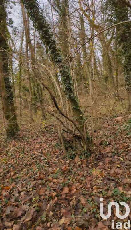 Photo 3 - Terrain à MONTAUVILLE