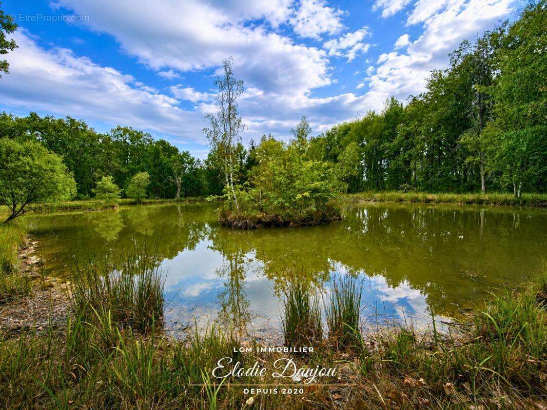 Terrain de loisirs avec étang sur près de 2 hectares - Mur-de-Sologne - photo 2