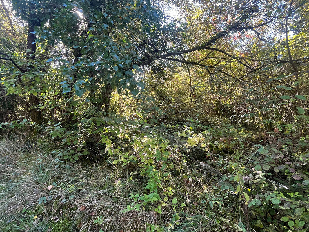 Terrain à BASSILLAC