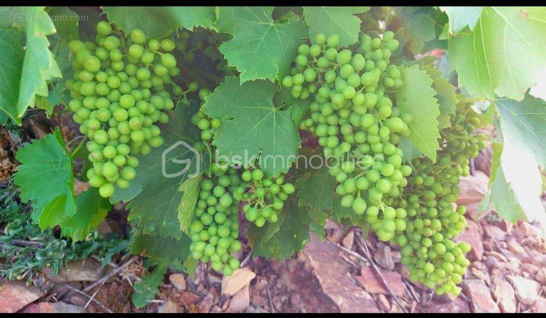 Terrain à BANYULS-SUR-MER