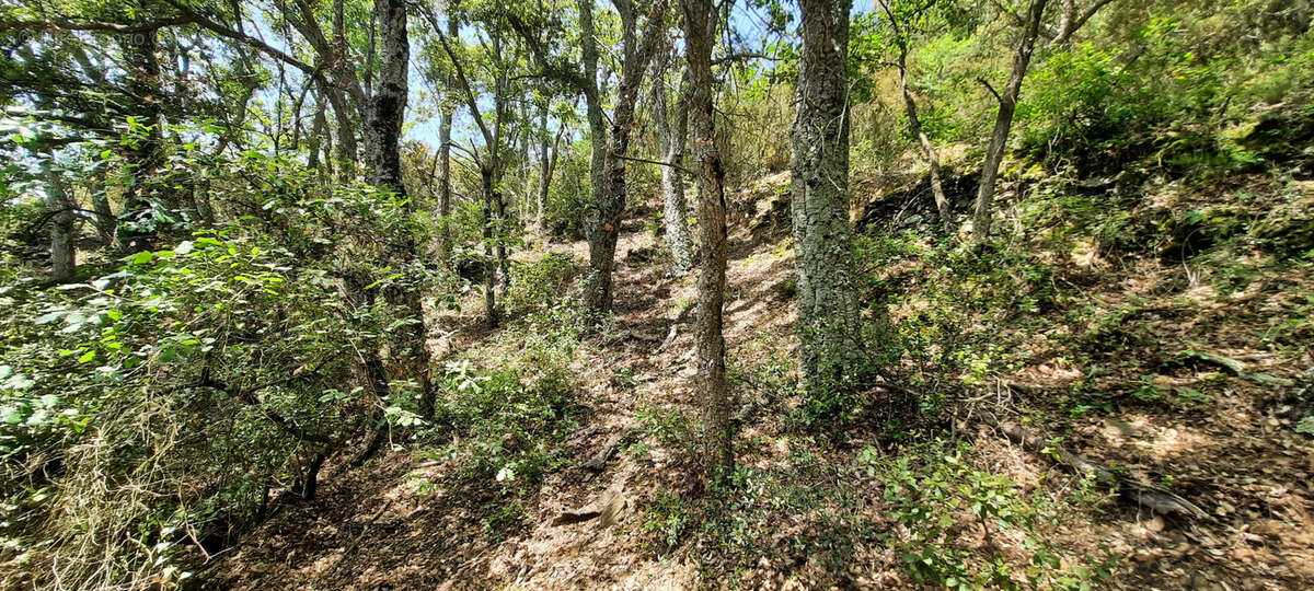 Terrain à REYNES