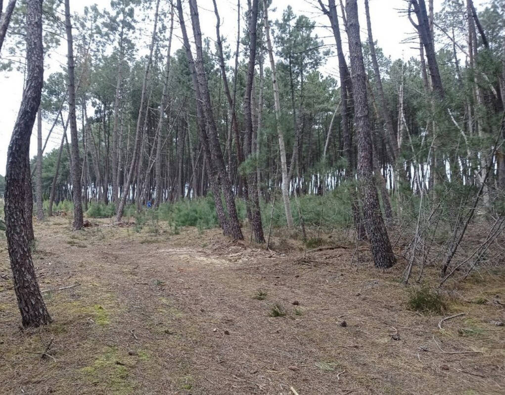 Terrain à PARIGNE-L'EVEQUE