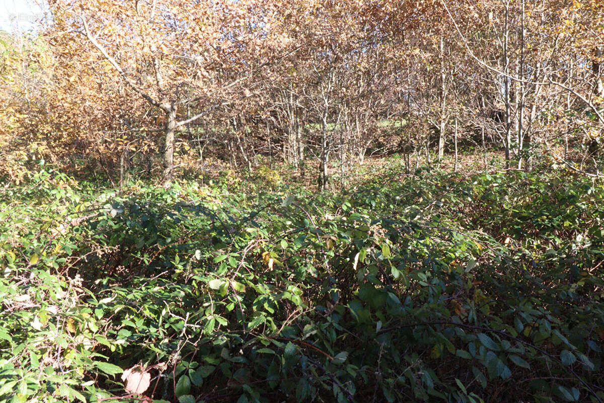 Autre à SAINT-AUGUSTIN