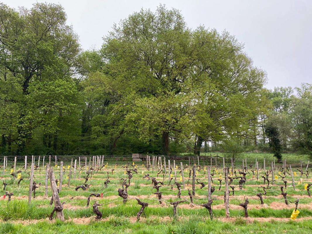 Maison à SAINT-MAGNE-DE-CASTILLON