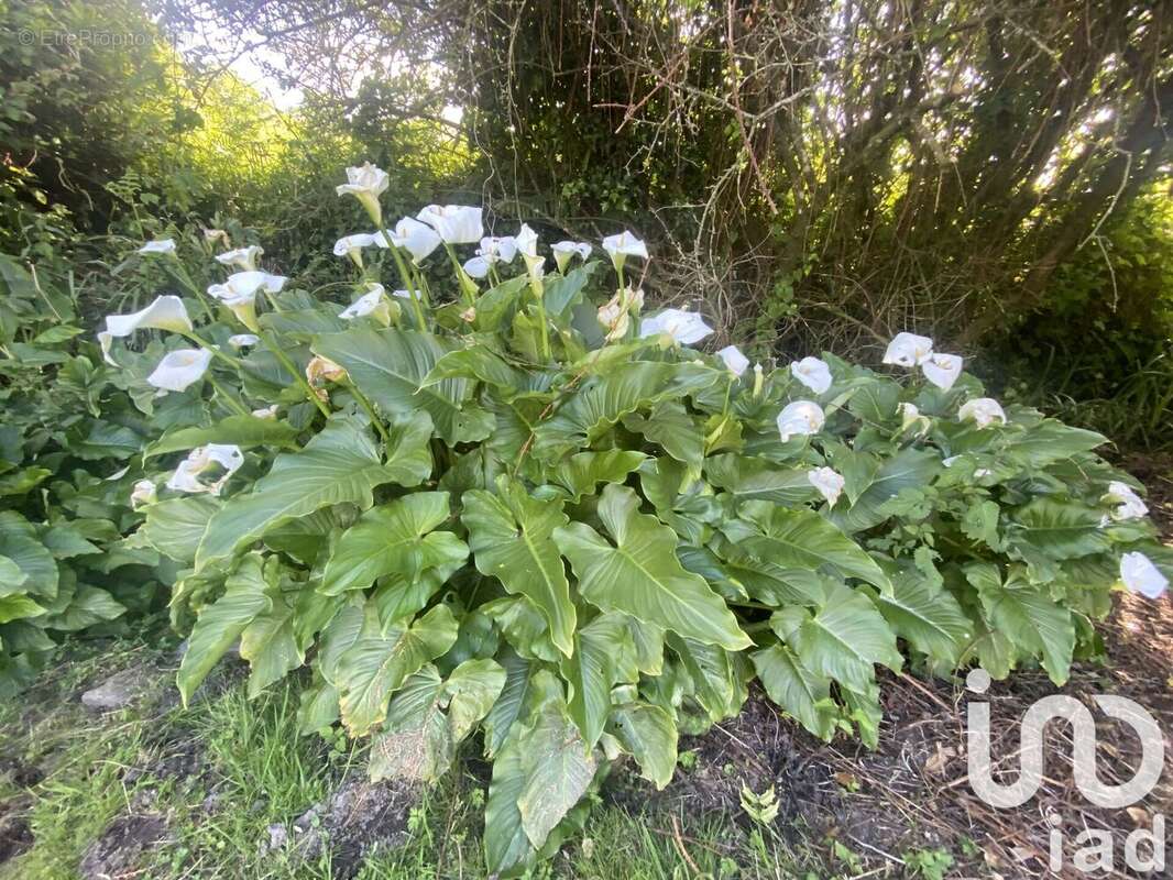 Photo 6 - Maison à PLOUEGAT-MOYSAN