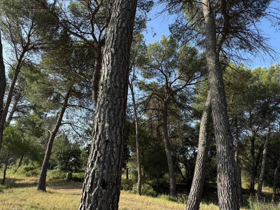 Terrain à GUZARGUES