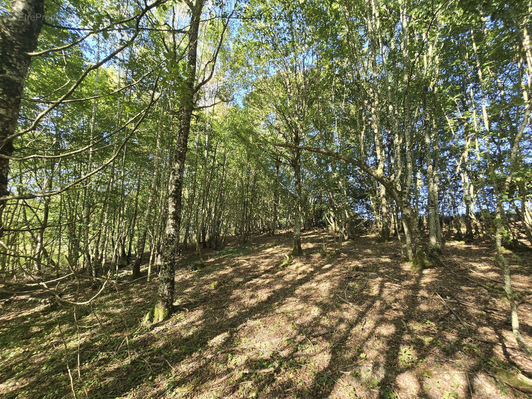 Ensemble foncier de 5 ha 78 a 43 ca   Cernoy-en-Berry - photo 6