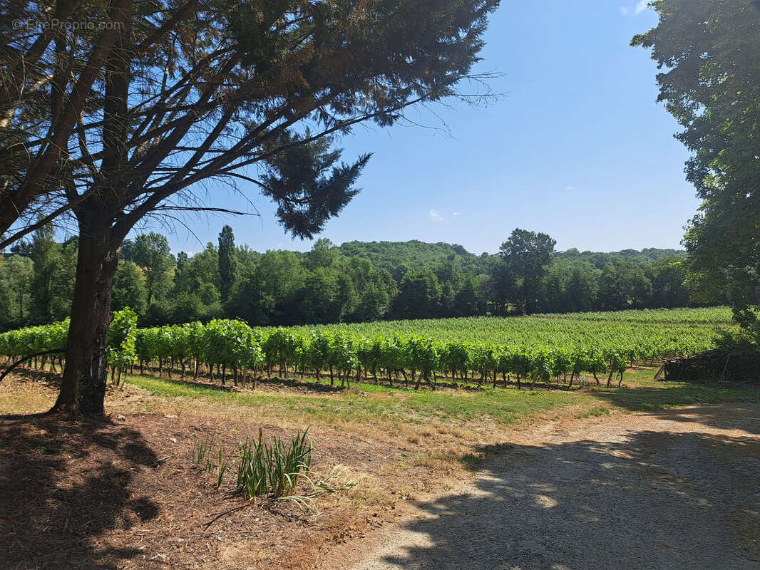 Propriété viticole - photo 4