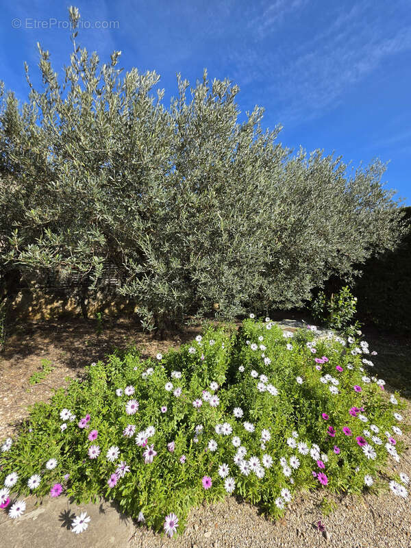 Maison à FONTVIEILLE