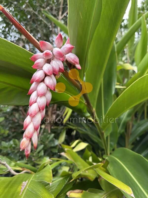 Maison à SAINT-PHILIPPE