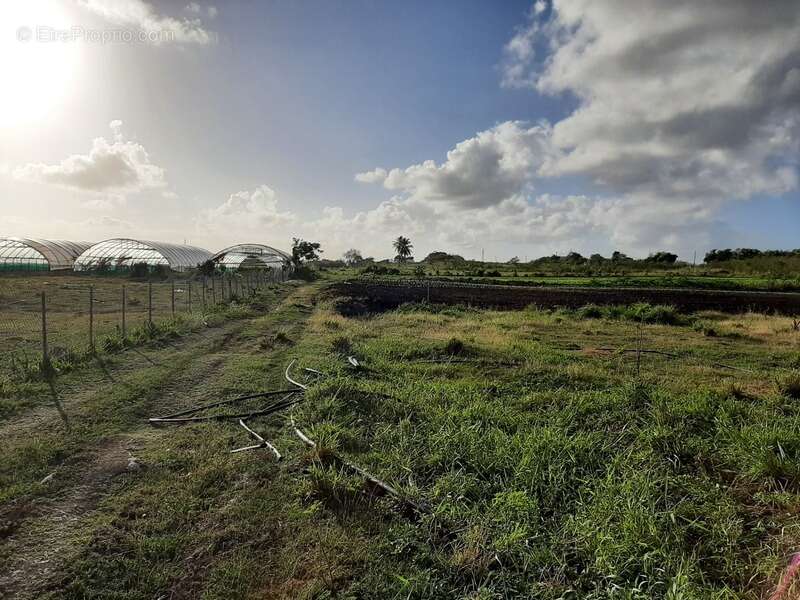Dpt Guadeloupe (971), à vendre SAINT FRANCOIS maison P5 de 134,03 m² - Terrain de 8 528,00 m² - Plain pied - photo 5