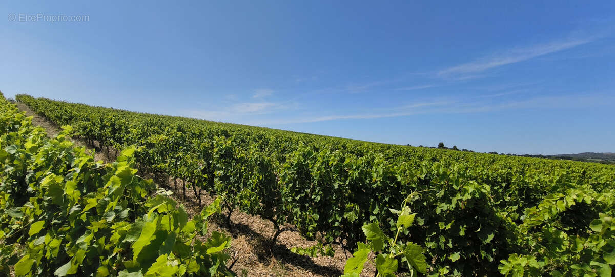 Maison et domaine viticole sur 57 hectares - vignes en aop - photo 6