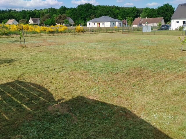 Terrain à MONTFORT-LE-GESNOIS