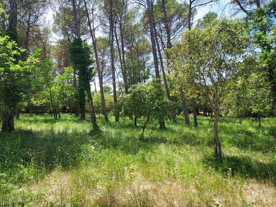 Terrain 847 m² à Gareoult  - photo 5