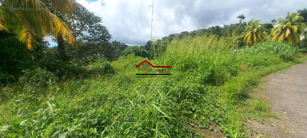 Terrain à SAINT-JOSEPH