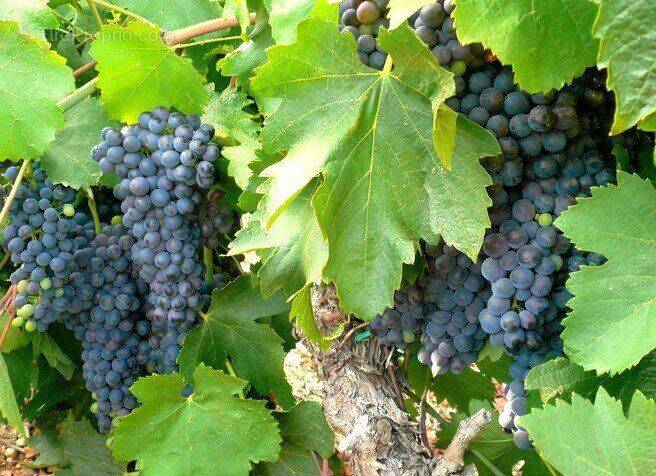 Photo 1 - Maison à NARBONNE