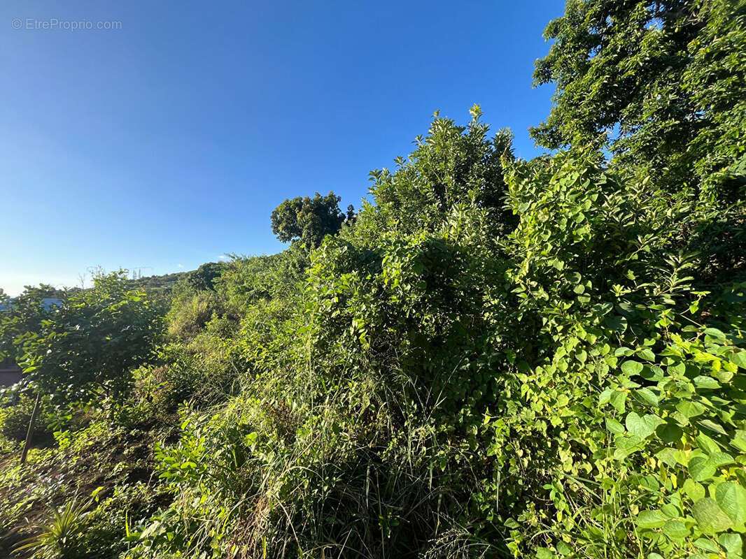 Terrain à SAINT-LEU