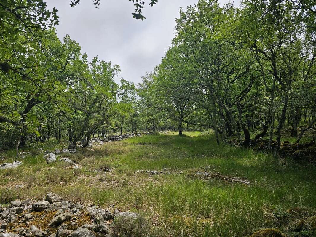 Terrain de loisirs avec vue dégagée sur les montagnes - photo 4