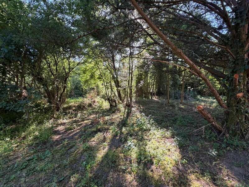 PLAISANCE du GERS proche(32): ANCIENNE PROPRIETE BOURGEOISE avec dépendances, bois, petit etang, 2 hectares,CALME, sans vis à vi - photo 16