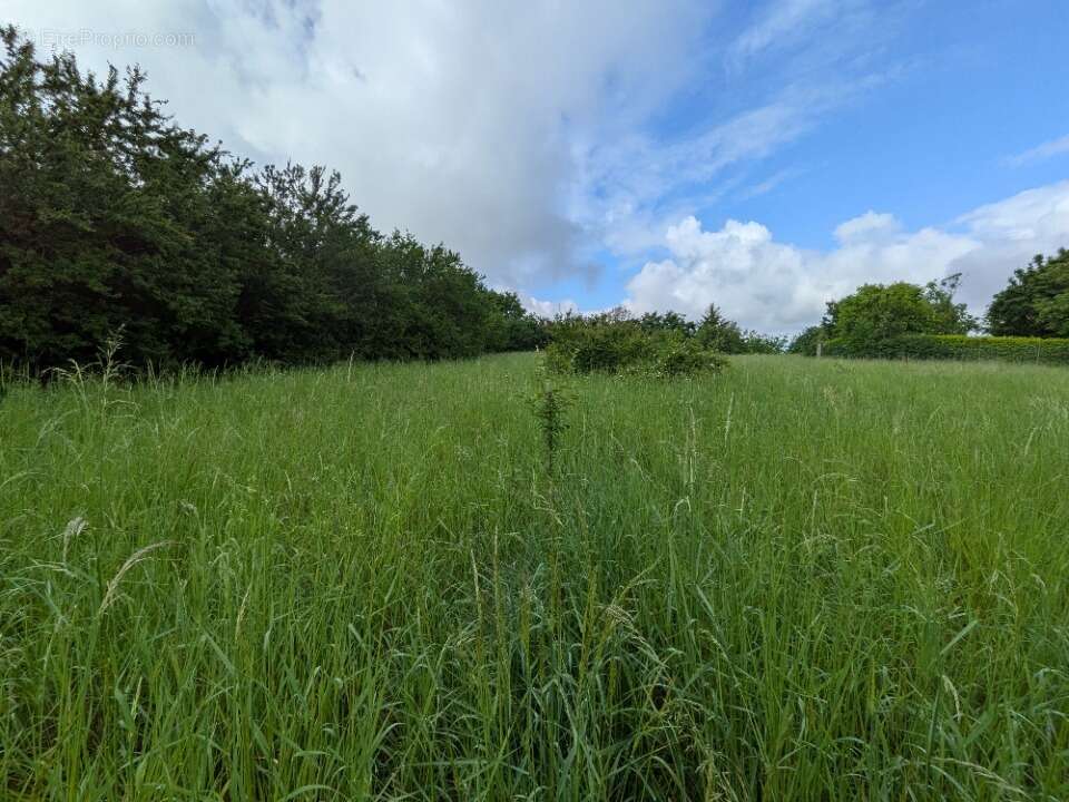Terrain à ANSE