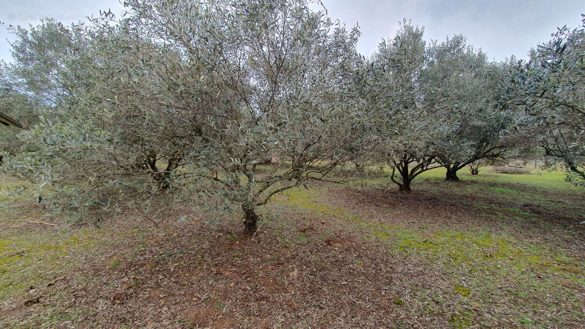 Terrain arbore - photo 2