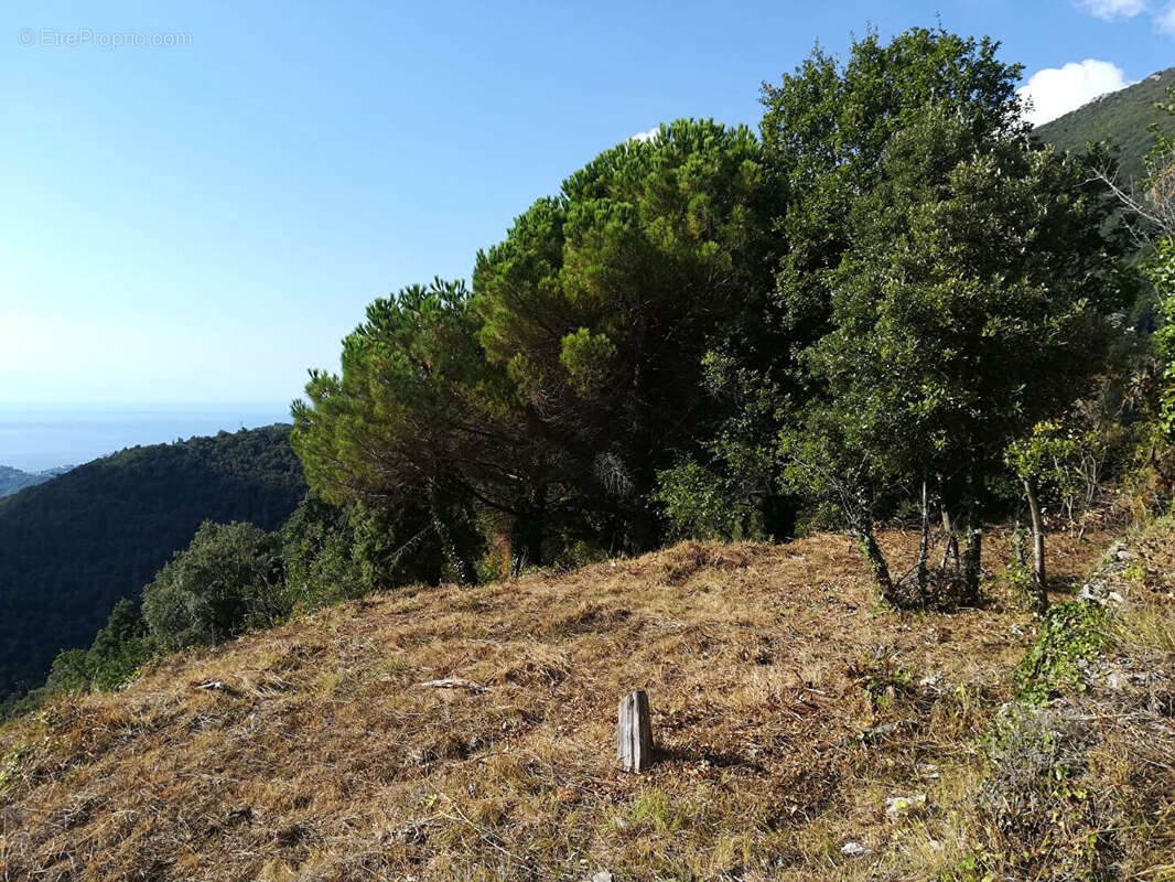Terrain à CASTILLON