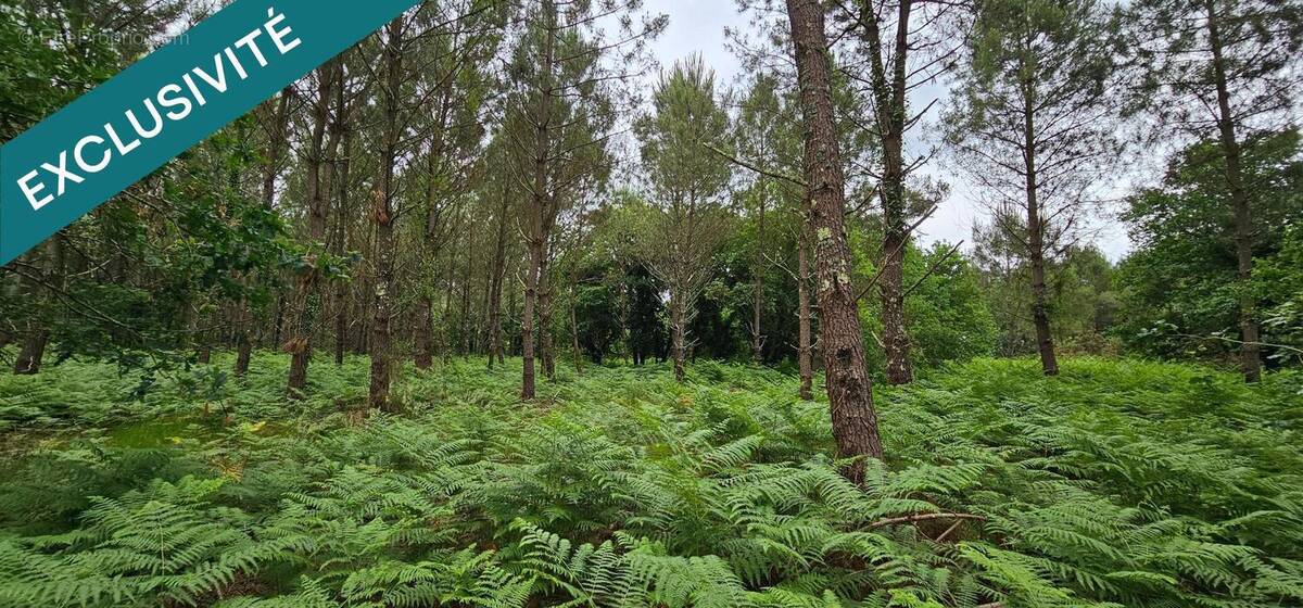 Photo 1 - Terrain à RION-DES-LANDES