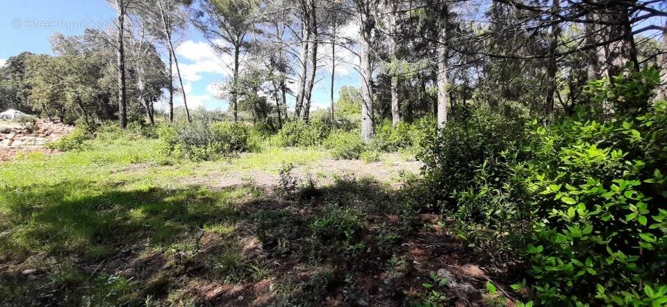 Terrain à TRANS-EN-PROVENCE