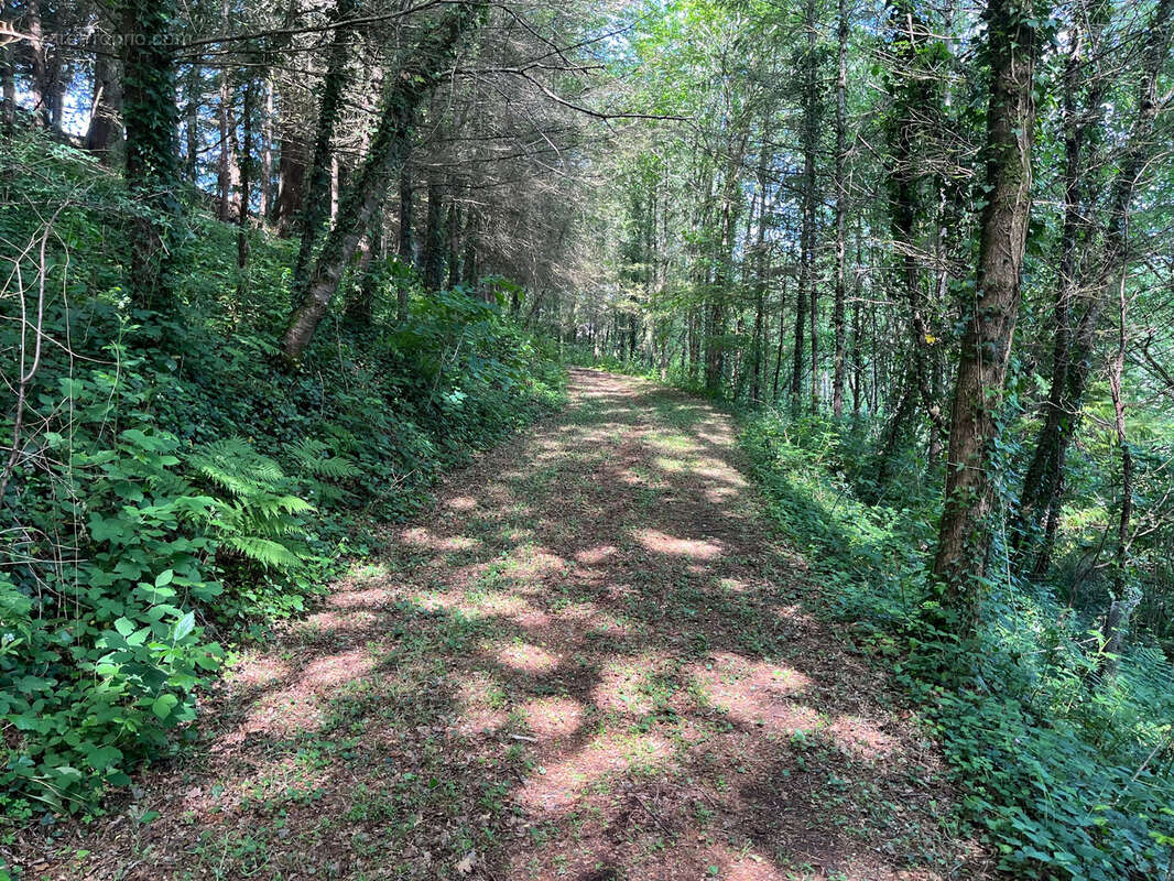 Terrain de 1,8 Hectare avec Deux Étangs près de Coussac-Bonneval (Non Constructible) - photo 10