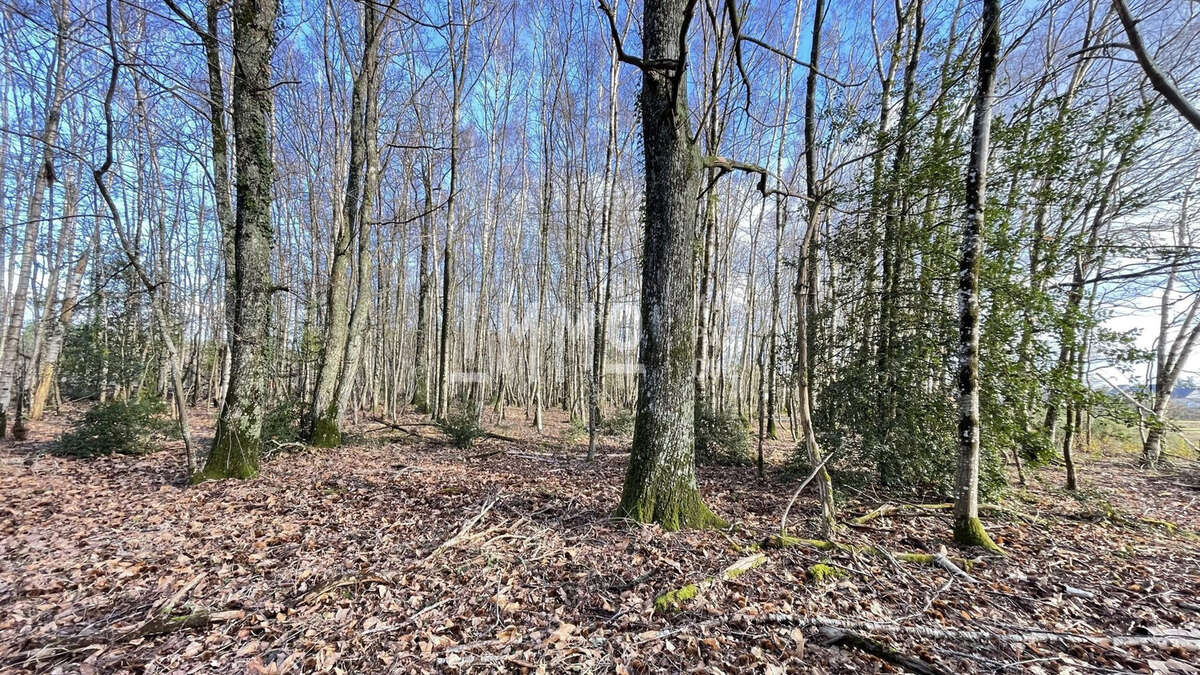 Terrain à LE GRAND-LUCE