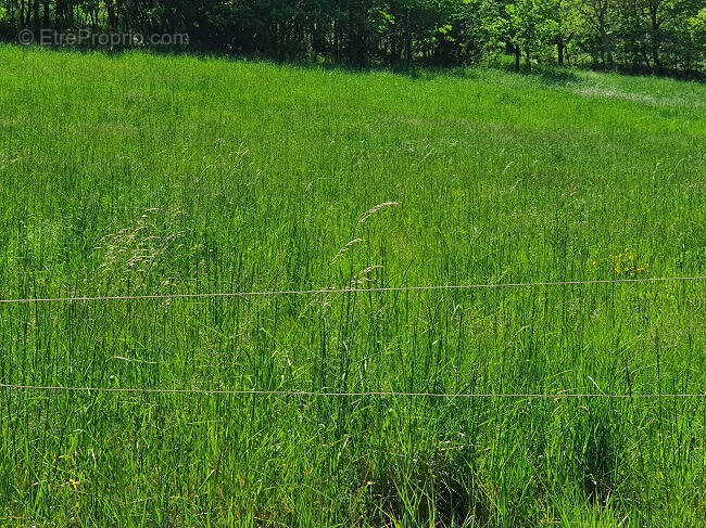 Terrain à TOULOUGES