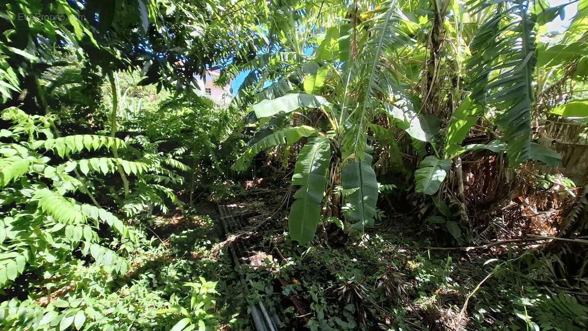 A VENDRE : maison (100 m²) à GOURBEYRE (97113) - photo 27