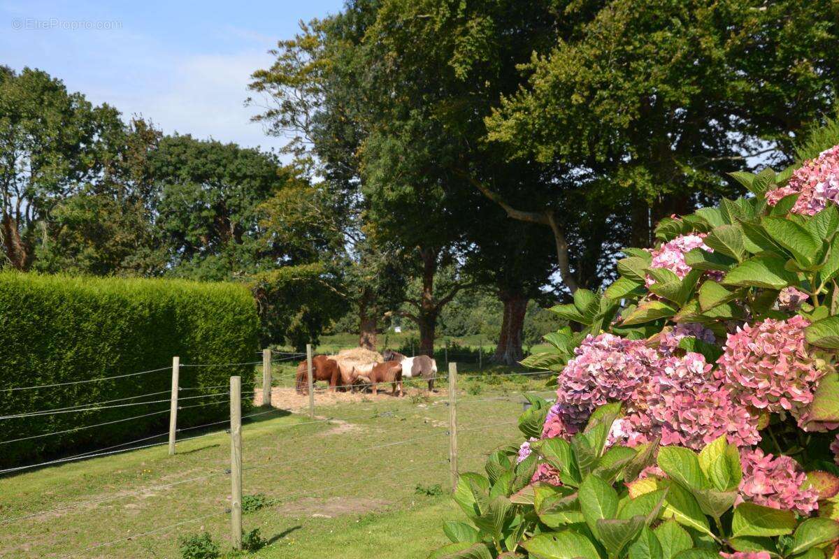 Maison à BLOSSEVILLE