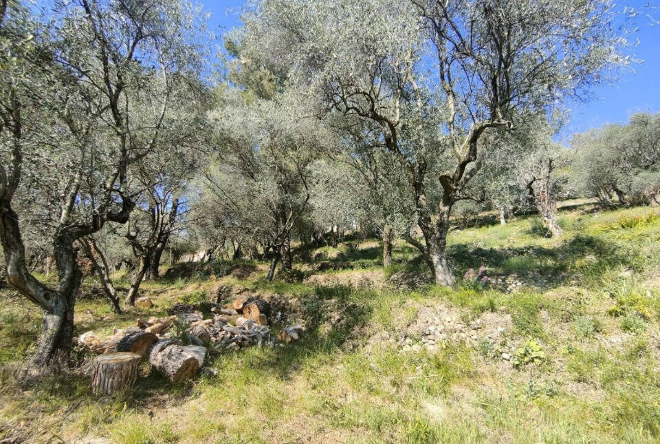 Terrain à SAINT-MARTIN-DU-VAR