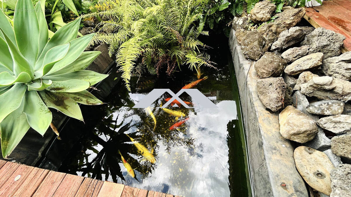 BASSIN CARPES KOI - Maison à SAINT-DENIS