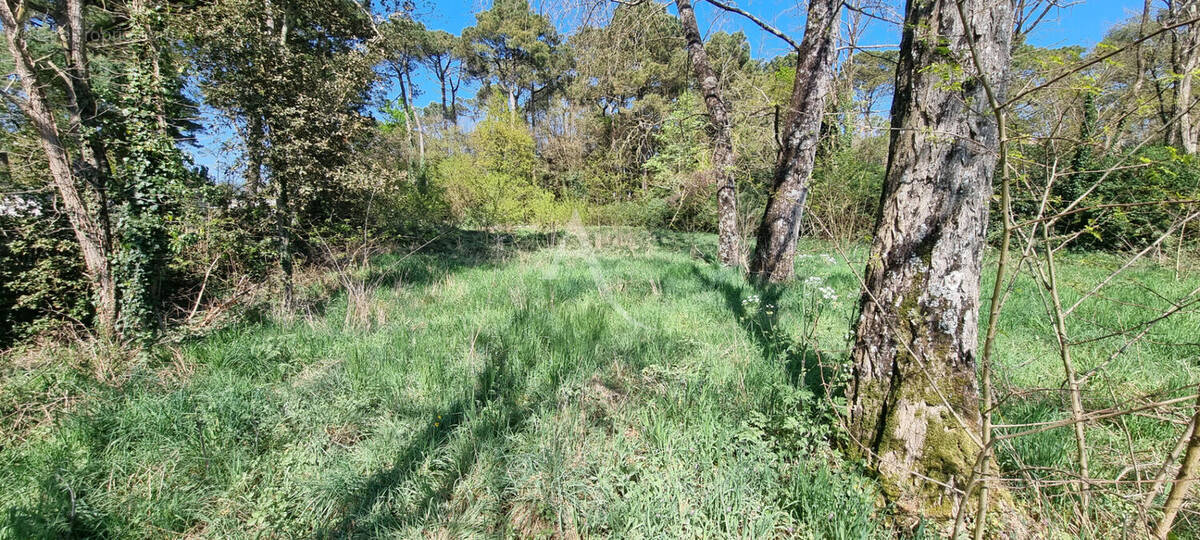 Terrain à SAINT-HILAIRE-DE-RIEZ