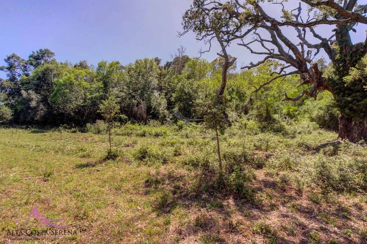 Terrain à SERRA-DI-FIUMORBO
