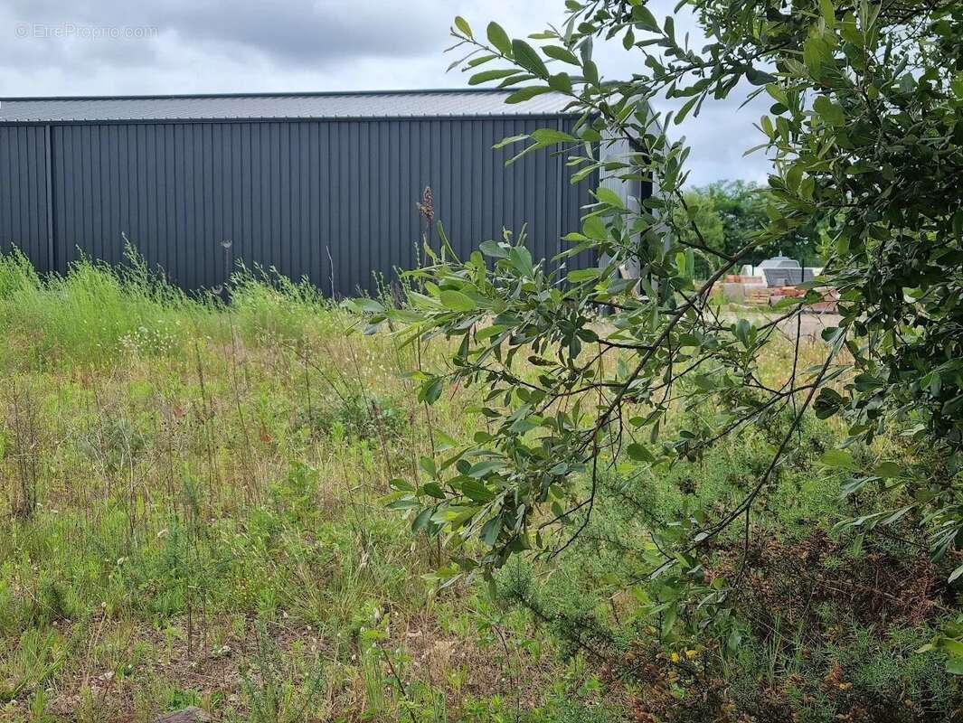 Terrain à SANGUINET