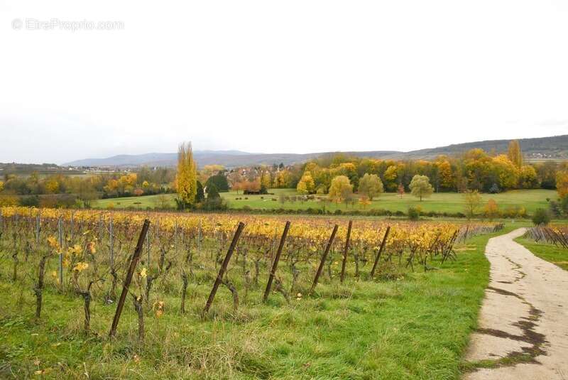 Terrain à MARLENHEIM