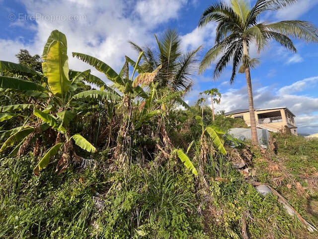 Terrain à SAINT-JOSEPH
