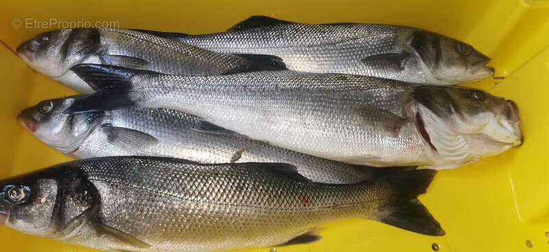 Commerce à GUILVINEC