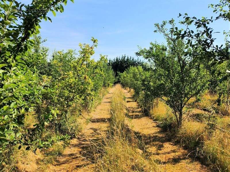 Belle longère avec dépendances - 6 pièces -  BEAUMONTOIS EN PERIGORD (24) - photo 3