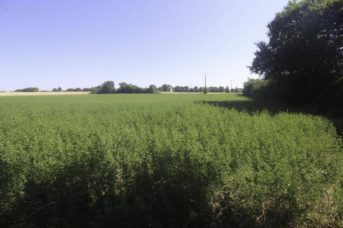 Terrain à NACHAMPS
