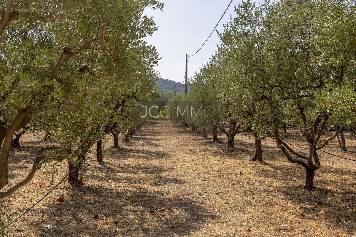 Domaine viticole avec 1 050m2 de bâtis et 300 000m2 (30 hectares) de vignes - photo 4