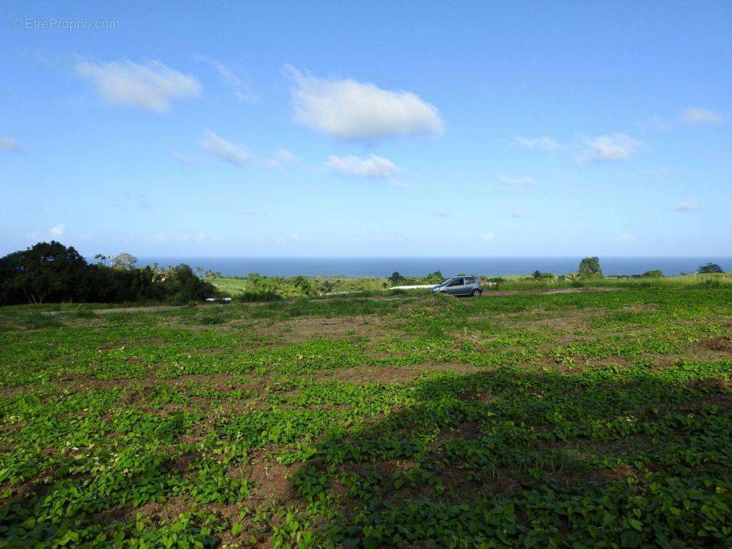 Terrain à BASSE-POINTE