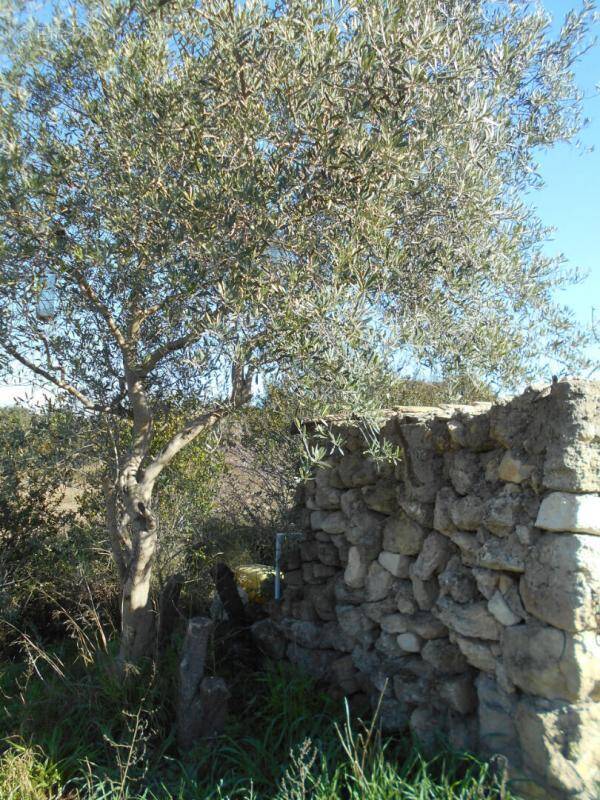Terrain à SAINT-PONS-DE-MAUCHIENS