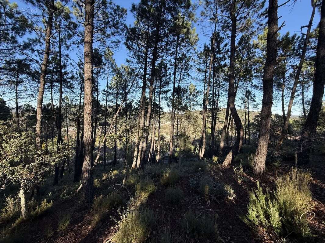 Vente Terrain Vidauban(83550) 130 000ï¿œ - photo 6