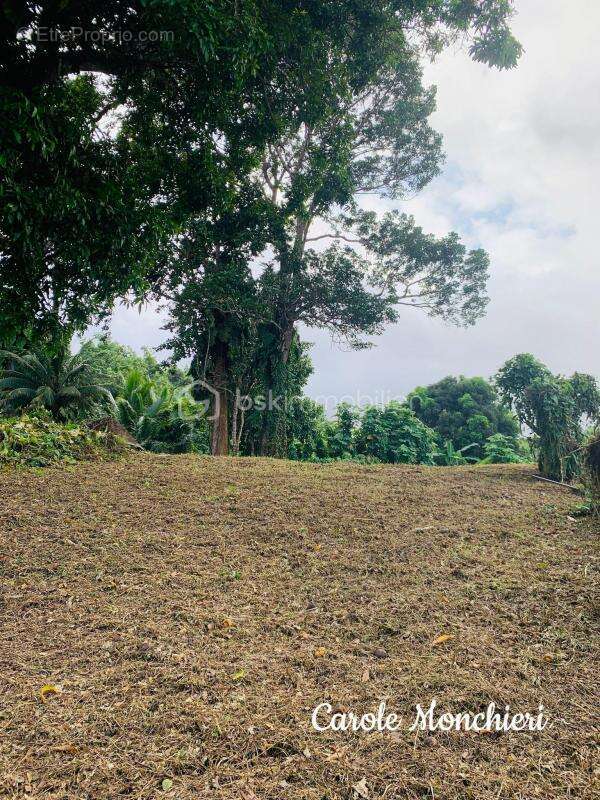 Terrain à CAPESTERRE-BELLE-EAU